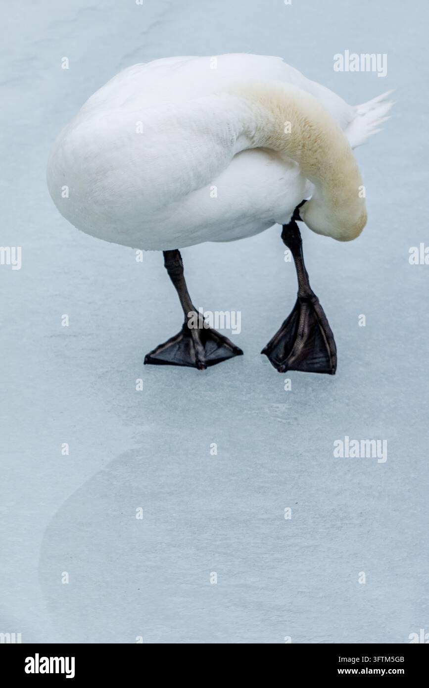 SCHWANZ PUTZT SICH AUF DEM EIS, FINNISCHE FÄHRREISE IM TIEFEN WINTER, TURKU-ARCHIPEL, FINNLAND, 2026: Eine Nahaufnahme zeigt einen weißen Schwan, der den Kopf in die Federn gesteckt hat und sich putzt, auf großen, schwarzen Schwimmfüßen auf einer hellblauen Eisschicht stehend. INFO: Der Turku-Archipel ist ein weitläufiges, malerisches Labyrinth vor der südwestlichen Küste Finnlands. Er umfasst Zehntausende von Inseln, felsige Schären und rote Holzhäuser. Besucher erkunden dieses Naturwunder über den berühmten Schärenpfad mit kostenlosen öffentlichen Fähren. Stockfoto
