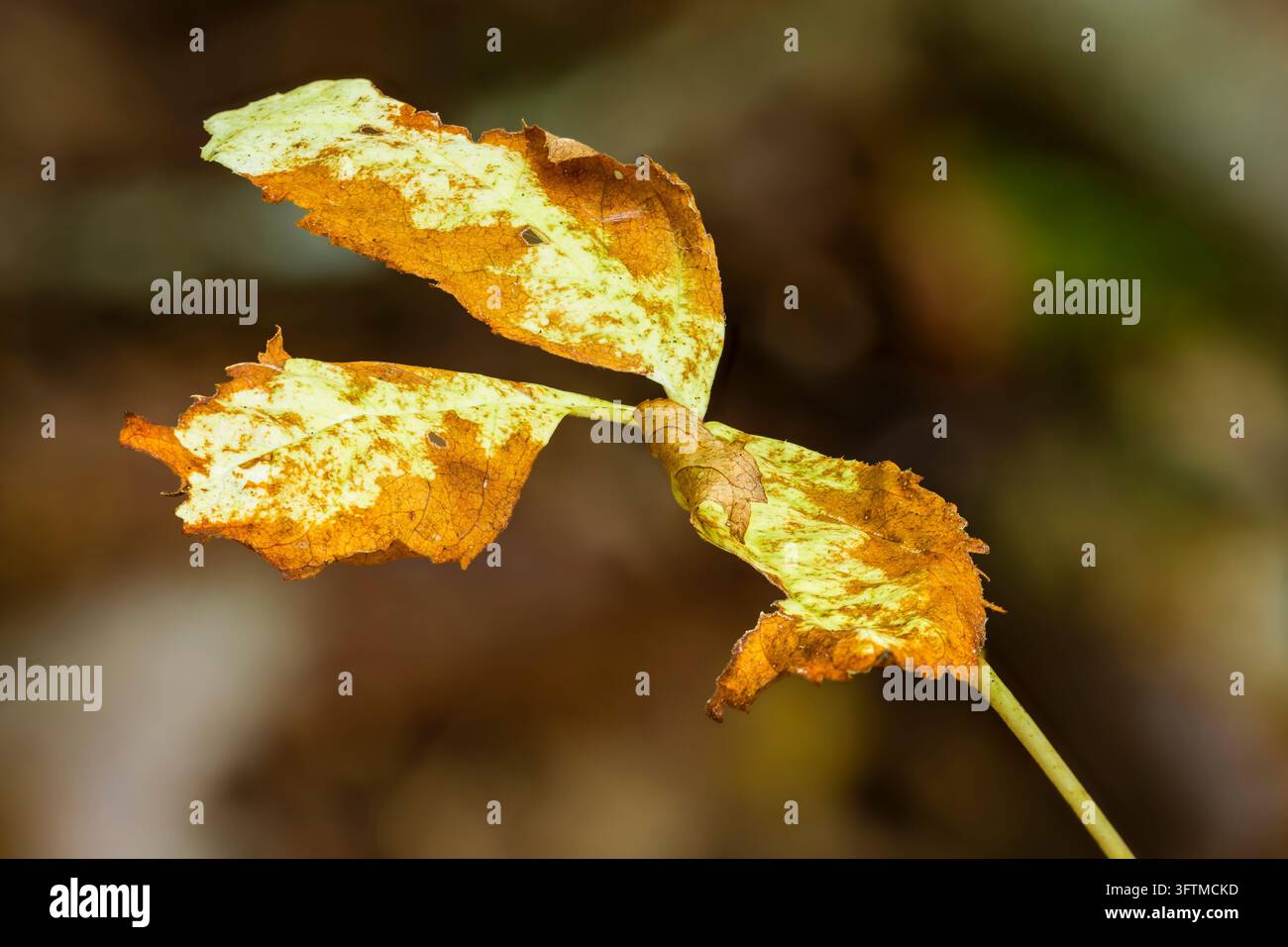 Eine präzise Makrofotografie hebt ein wechselndes zusammengesetztes Blatt der Wilden Brombeersorte Rubus fruticosus gegen einen weichen, stark verschwommenen Hintergrund hervor Stockfoto