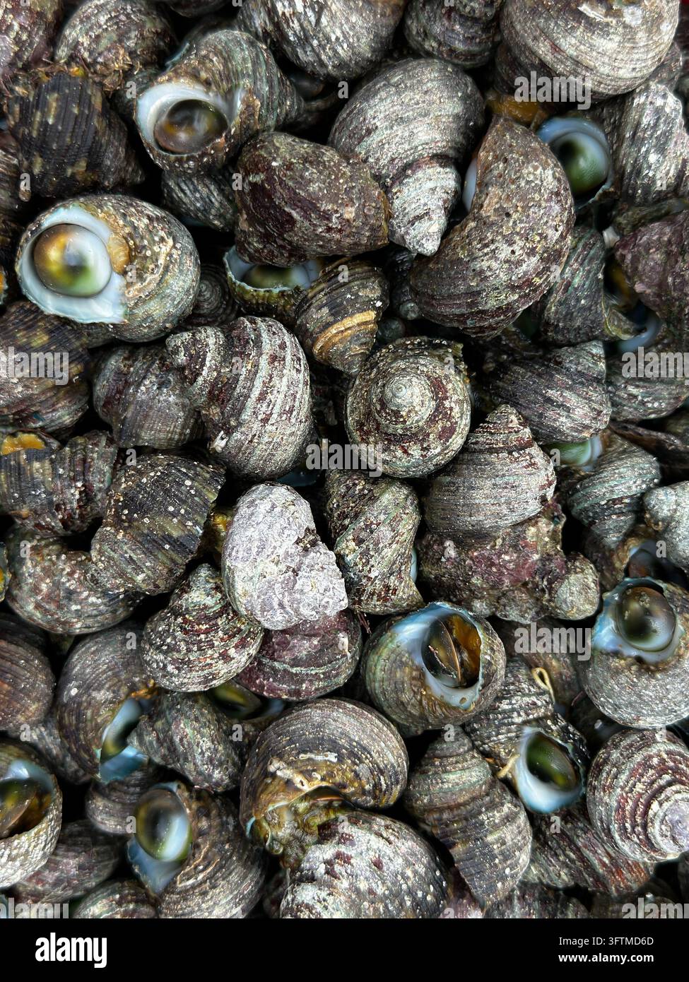 Nahaufnahme von nassen Meeresschneckenschalen mit irisierender Perlmuttoptik, Hintergrund mit Meeresfrüchten. Stockfoto