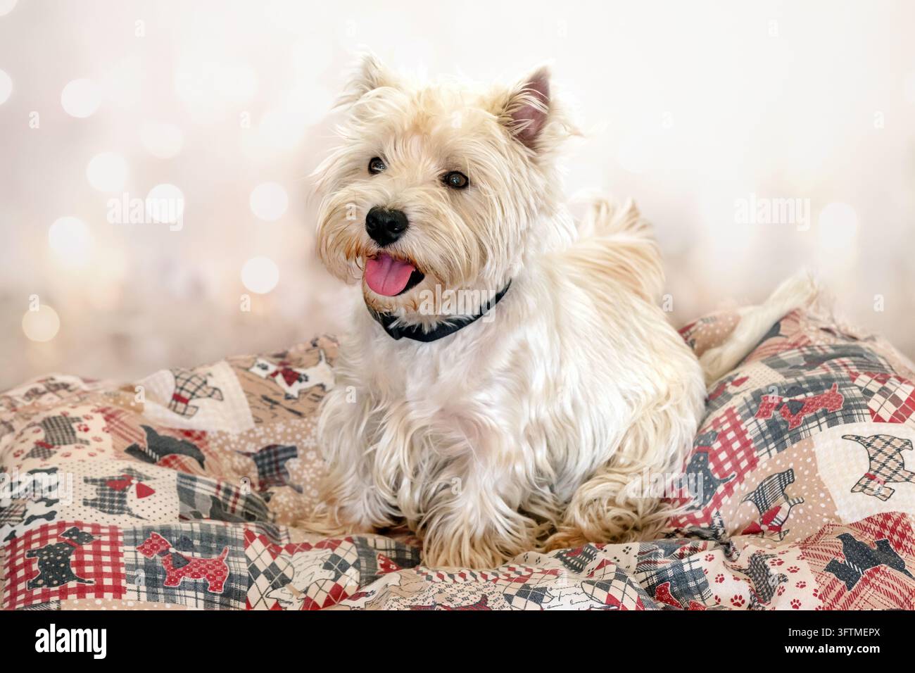 Süßer West Highland White Terrier sitzt auf einem gemusterten Hundebett mit Bokeh-Lichtern Stockfoto