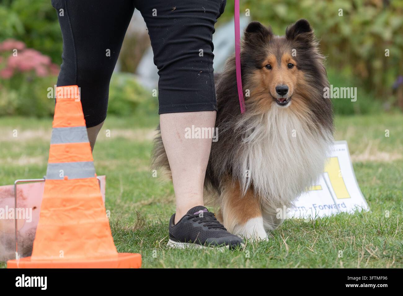 Flauschiger Shetland Sheepdog im Gehorsamstraining Stockfoto