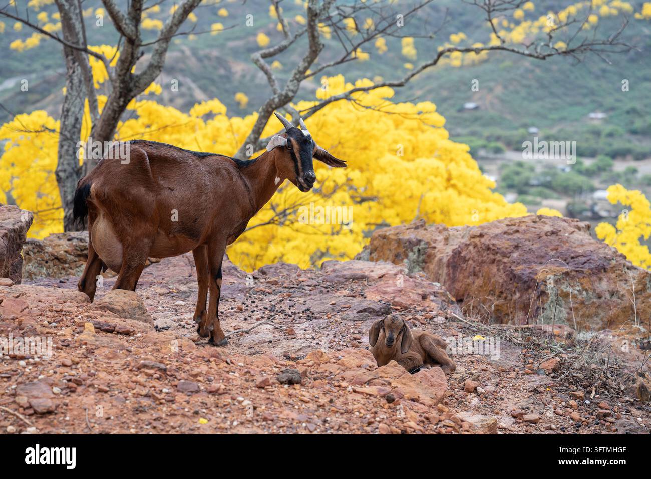 Ziege und Zicklein ruhen zwischen Felsen unter gelb blühenden Bäumen Stockfoto