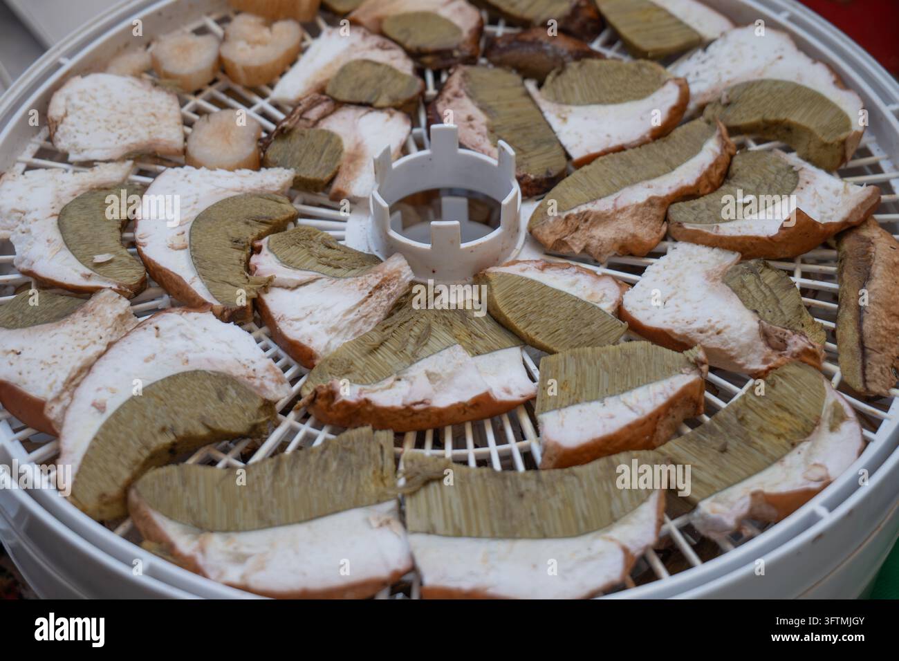 Frisch geschnittene Pilze ruhen auf einem weißen Trocknungsblech. Ihre Hüte zeigen verschiedene Schattierungen von Grün und Braun. Das Innere zeigt weiches, poröses Fleisch. C Stockfoto