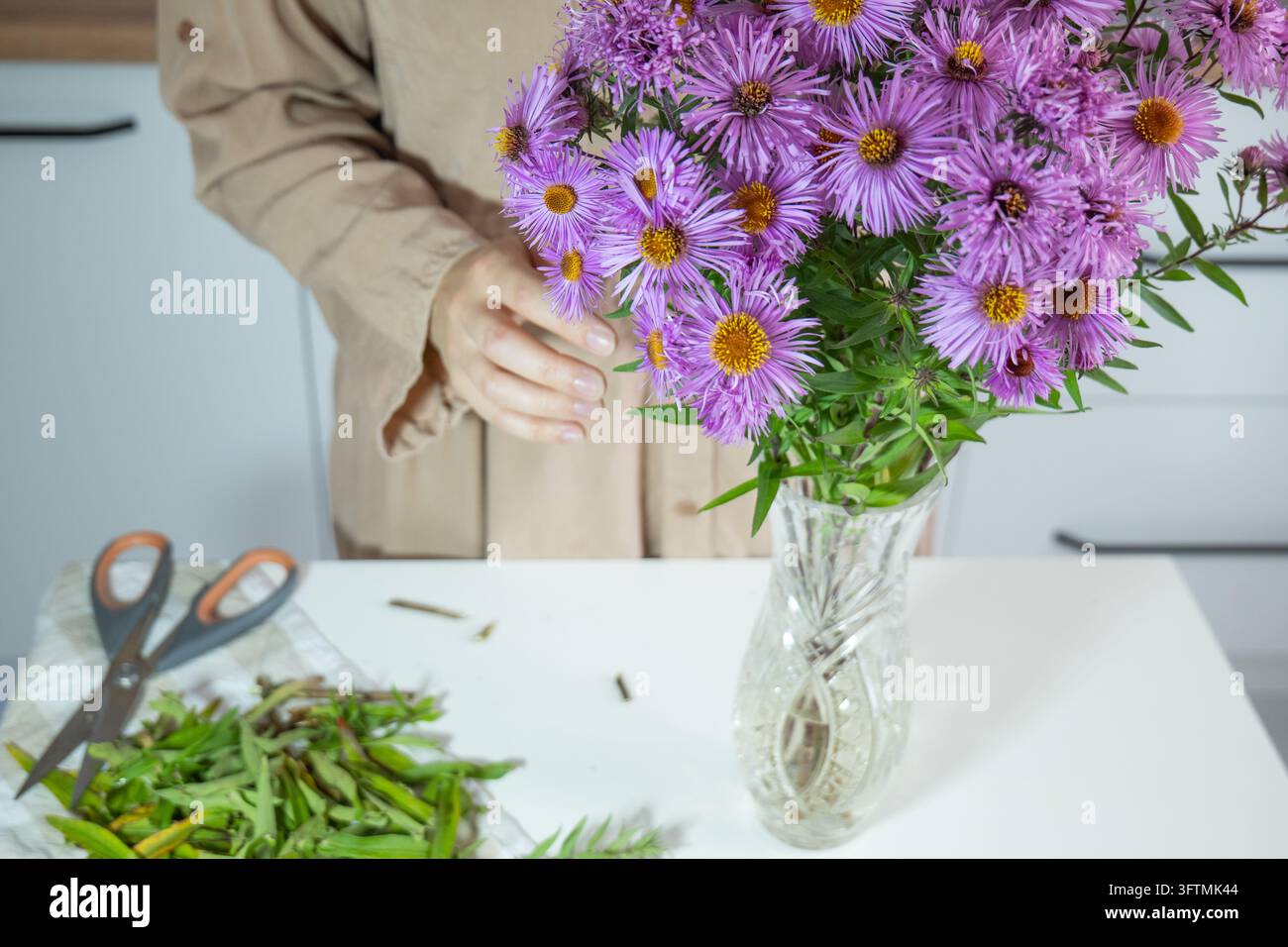 Lebendige violette Astern blühen in einer klaren Glasvase. Eine Person arrangiert sanft die Stiele neben einer Schere und abgeschnittenen Blättern. Weiches natürliches Licht hebt die Blumen hervor Stockfoto