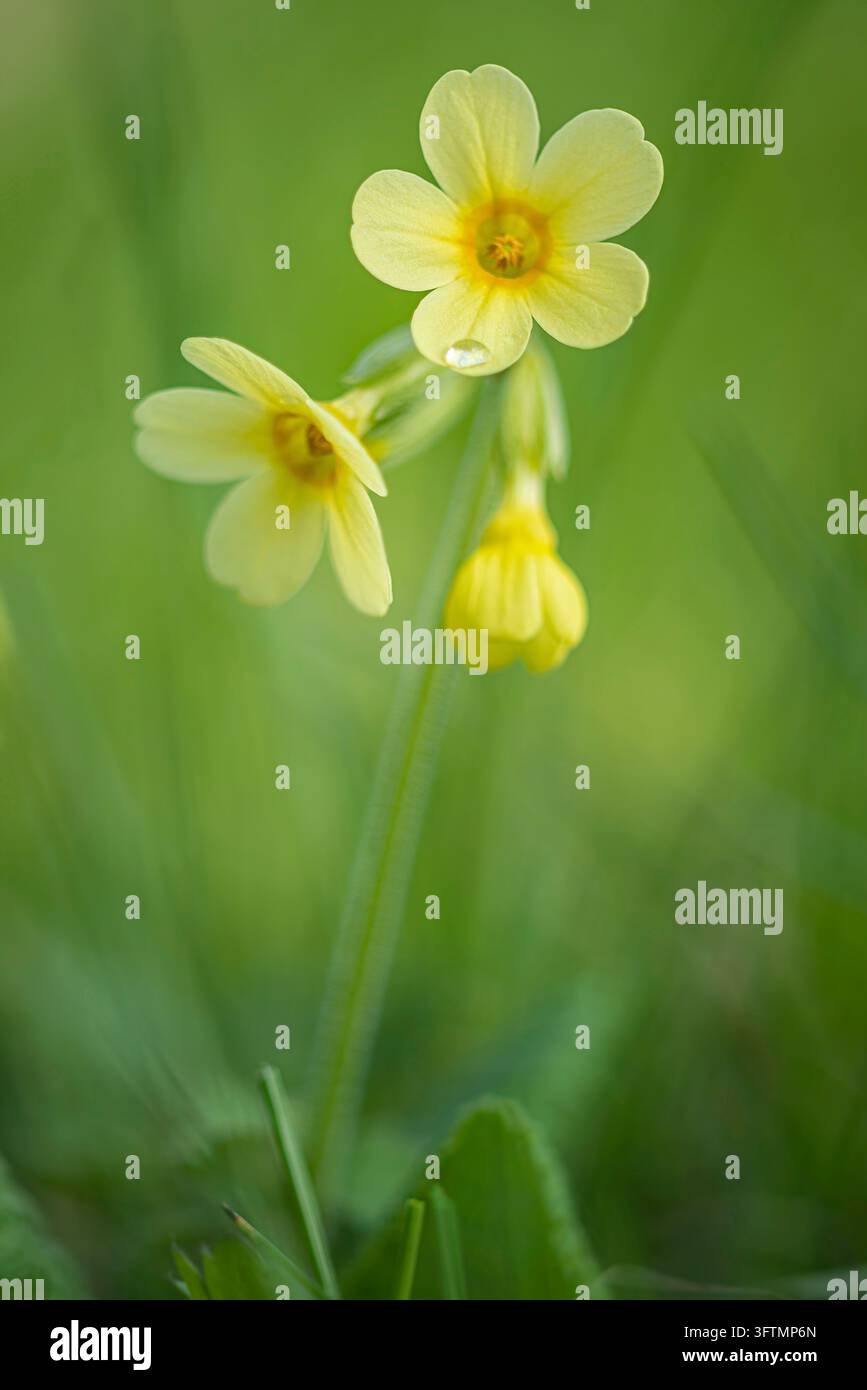 Eine Nahaufnahme von blassgelben Oxlip-Blüten (Primula elatior) mit einem Wassertropfen auf einem Blütenblatt, blühend auf einer österreichischen Frühlingswiese. Stockfoto