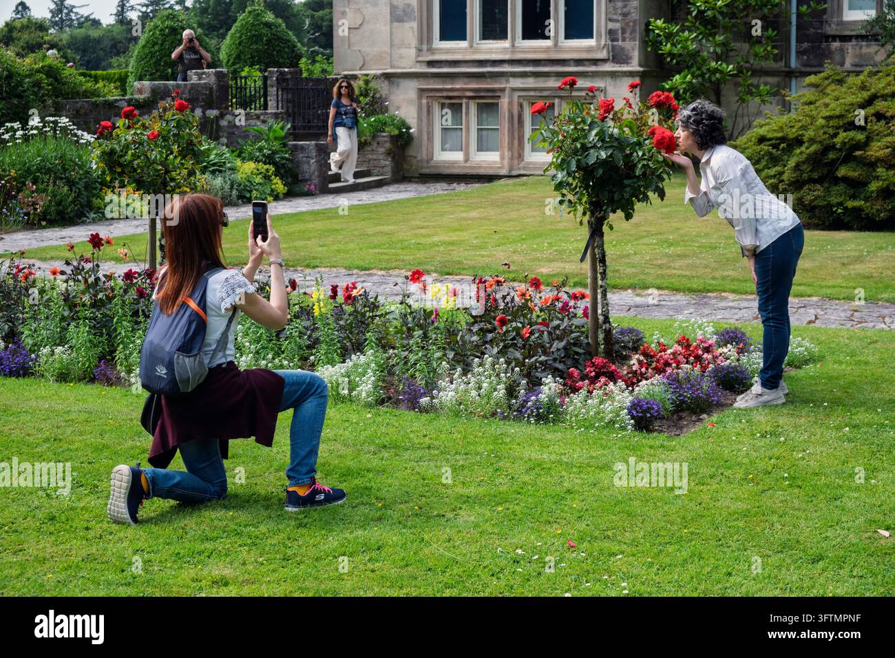 Die Rosen im versunkenen Garten von Muckross House, Killarney, County Kerry, Irland riechen Stockfoto
