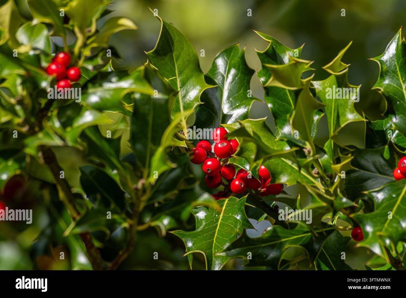 Nahaufnahme von glänzenden, stacheligen Stechpalmenblättern mit Büscheln leuchtend roter Beeren, beleuchtet von winterlichem Sonnenlicht mit einem weichen grünen Bokeh-Hintergrund. Stockfoto