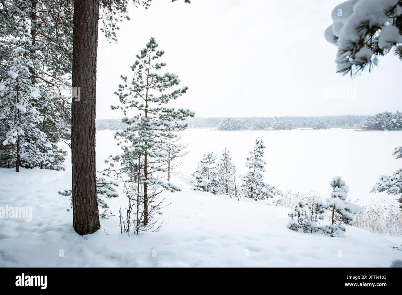 Schneebedeckte Kiefern stehen an einem gefrorenen Meeresufer in einem Winterwald in Finnland, ein nordisches Winterwunderland unter einem bewölkten Himmel Stockfoto