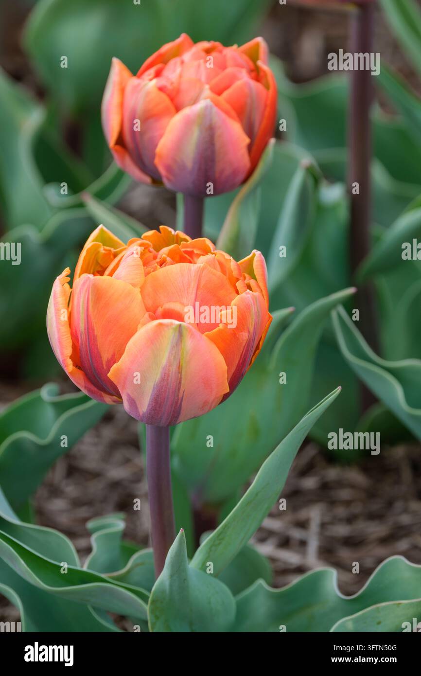 Tulipa Orange Princess, Tulpe Orange Princess, vollständig doppelte orangefarbene Blüten, gelbe Schattierung auf den inneren Blütenblättern, rot, grüne Federung der äußeren Blätter Stockfoto
