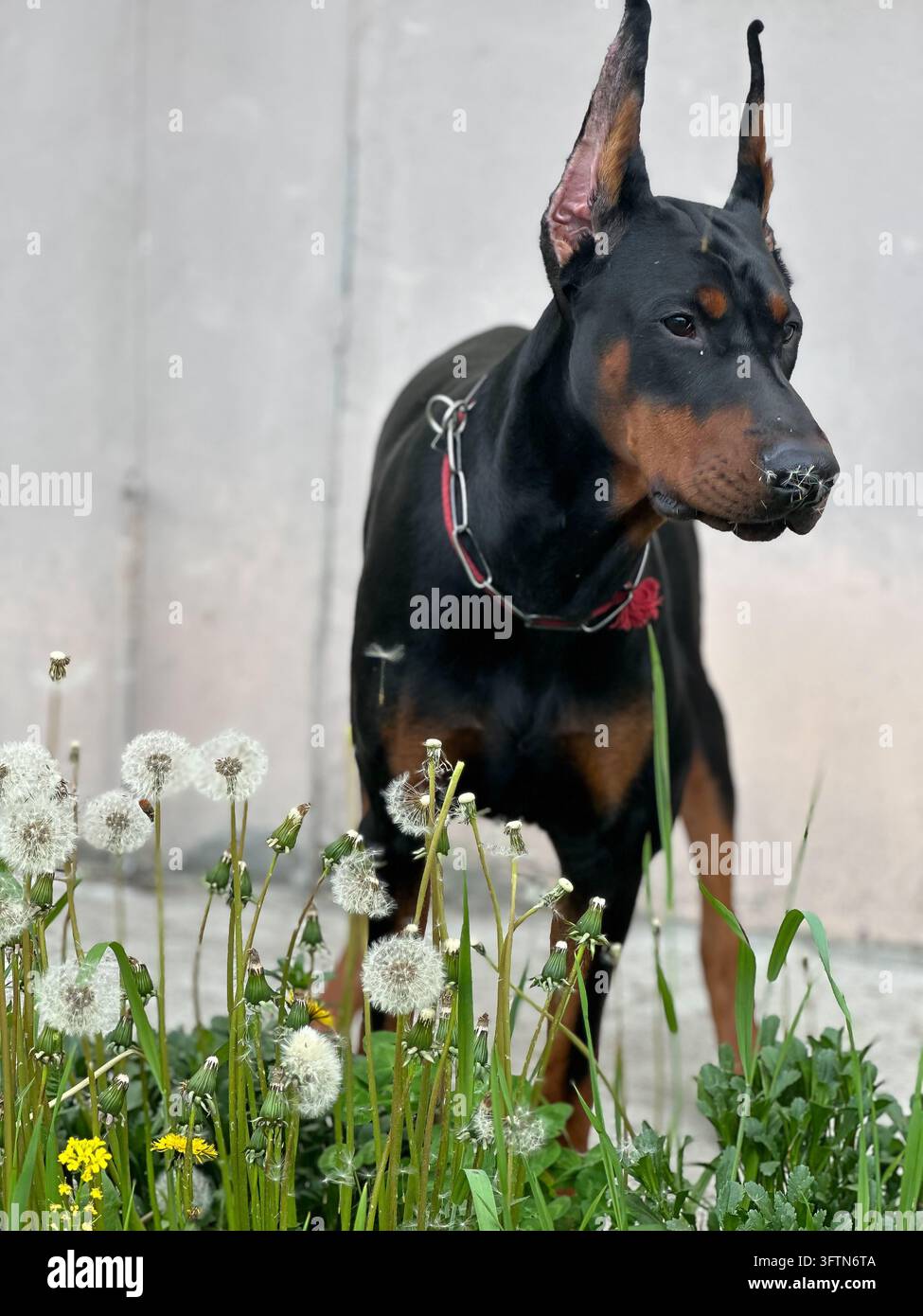 Dobermann-Hund steht in einem Feld voller Löwenzahn, Profilporträt. - Smartphone-aufgenommenes Stockfoto