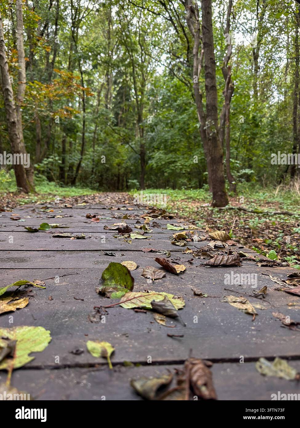 Holzstegpfad durch einen grünen Wald mit gefallenen Blättern. - Smartphone-aufgenommenes Stockfoto