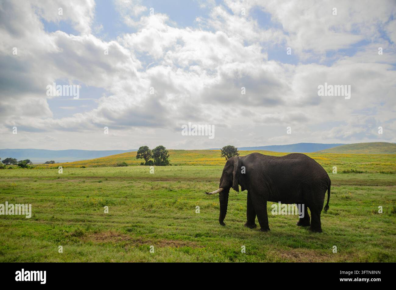 Elefant läuft im Ngorongoro-Gras. Stockfoto