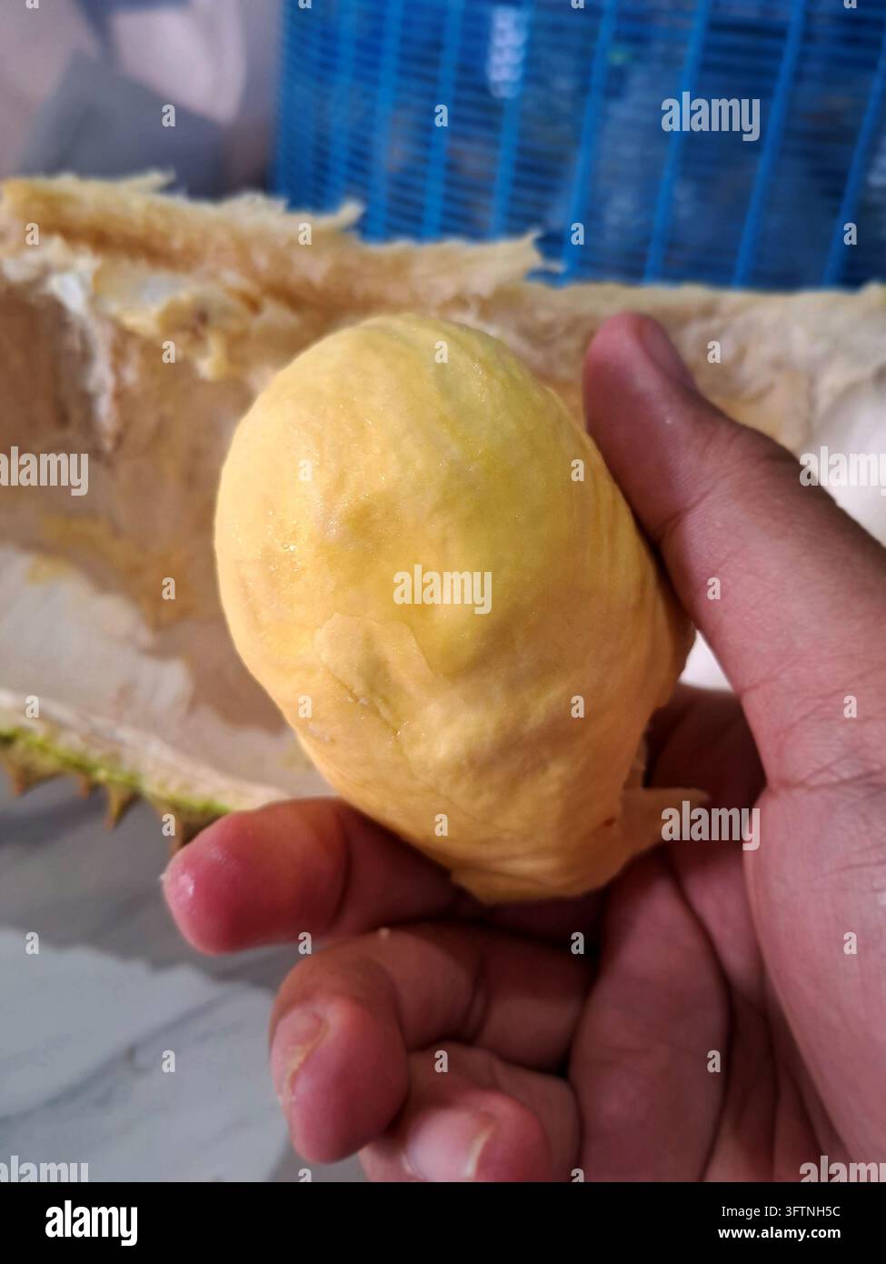 Eine Person hält ein frisches Stück reichhaltiges gelbes Durian-Fruchtfleisch und zeigt die cremige Textur und die geöffnete stachelige Schale in einer Makroaufnahme Stockfoto