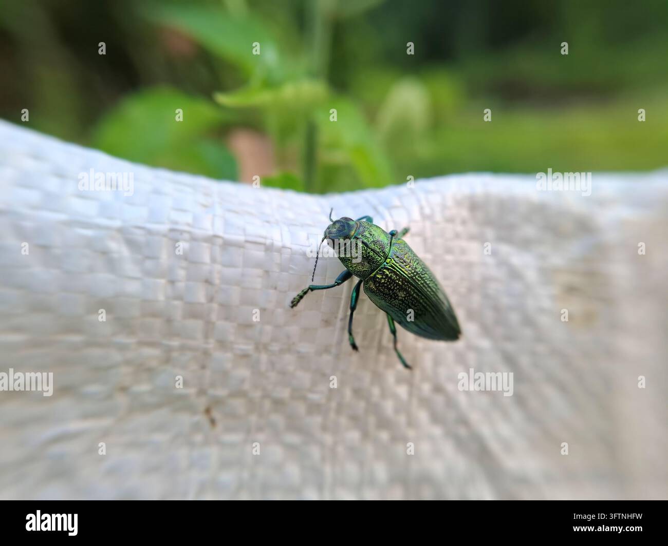 Ein glänzender metallisch grüner Juwelenkäfer krabbelt auf einer gewebten weißen Oberfläche und präsentiert sein irisierendes Exoskelett in einer detaillierten Makro-Naturansicht. Stockfoto