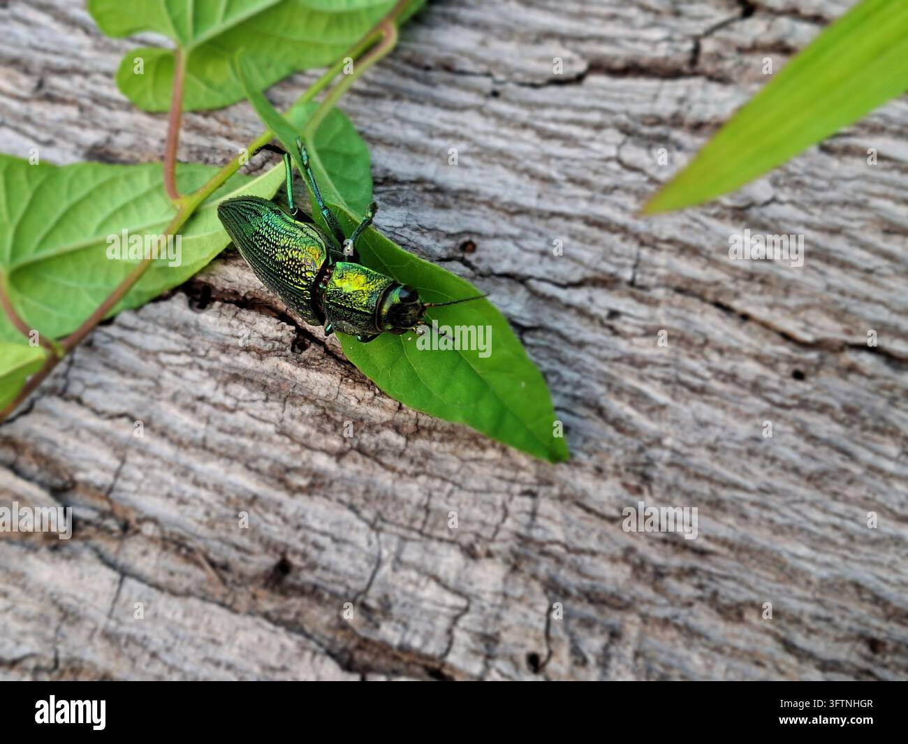 Ein atemberaubender metallisch grüner Schmuckkäfer, der auf einem frischen Blatt vor einem verwitterten Holz-Hintergrund ruht und dabei kunstvolle Makro-Wildl-detalle einfängt. Stockfoto