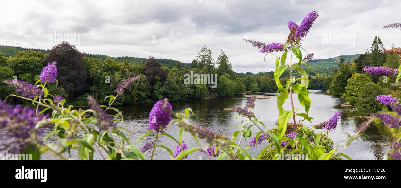 Lila Buddleia-Blüten im Vordergrund mit Blick auf den ruhigen Fluss Tay und üppige bewaldete schottische Hügel. Stockfoto