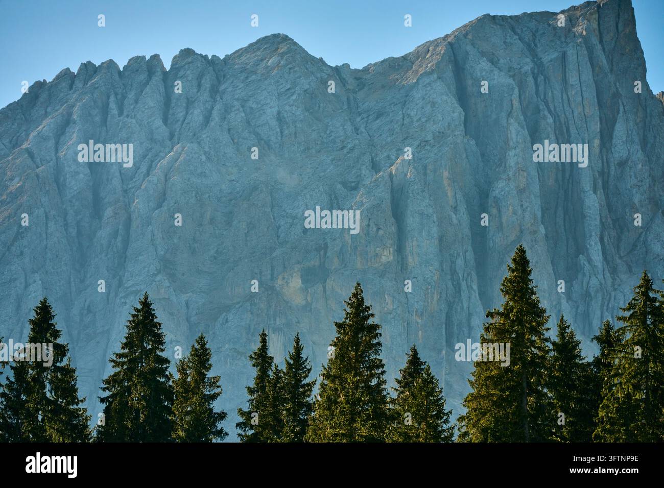 Silhouette der immergrünen Baumgrenze unter hoch aufragenden, schroffen Granitklippen im alpinen Morgenlicht mit kühlen blauen Tönen und steiler vertikaler Felswand sichtbar Stockfoto