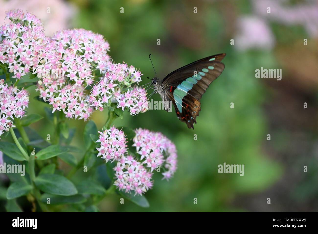 Ein Schwalbenschwanzfalter mit markanten türkisfarbenen Zeichnungen ruht anmutig auf einem Büschel zarter rosa Blüten in einem Garten Stockfoto