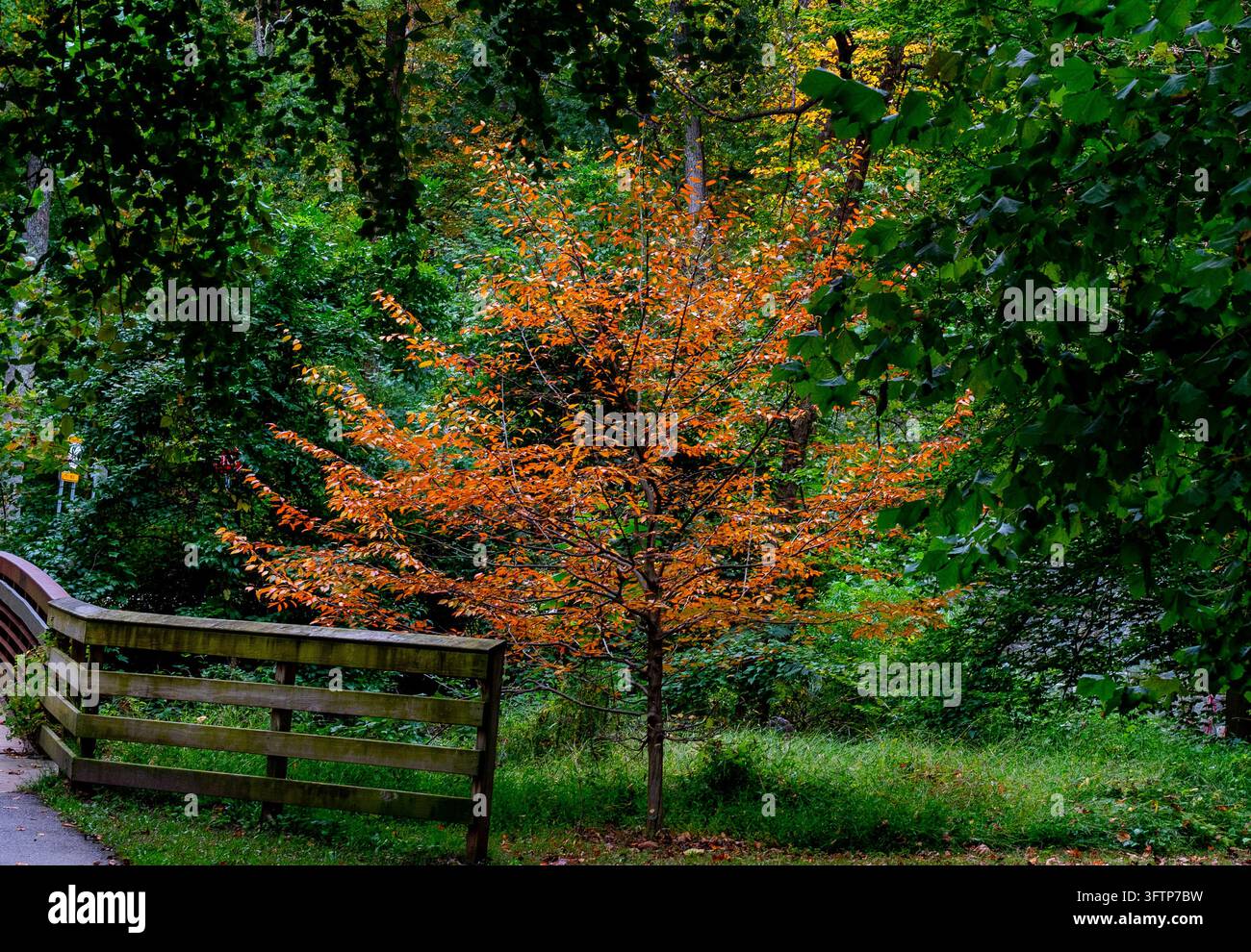 Ein Katsura-Baum (Cercidiphyllum japonicum) zeigt sein charakteristisches lebendiges Herbstlaub Stockfoto