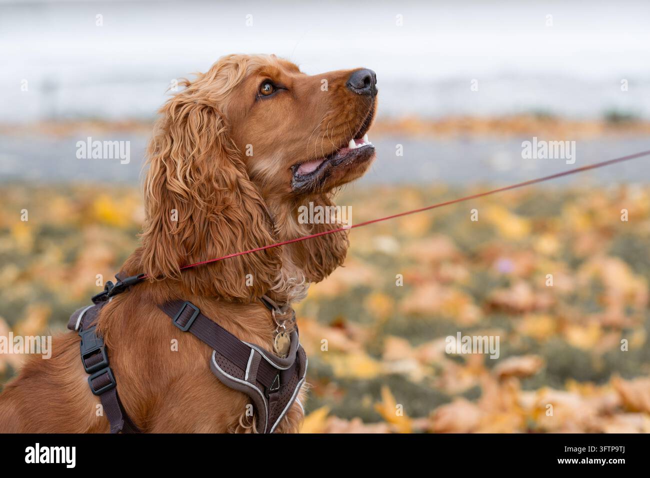 Goldener Cocker Spaniel, der aus der Nähe nach oben schaut und für ein Hundepflege-, langes seidiges Fellpflege- und Premium-Haustierbedarfskonzept steht. Stockfoto