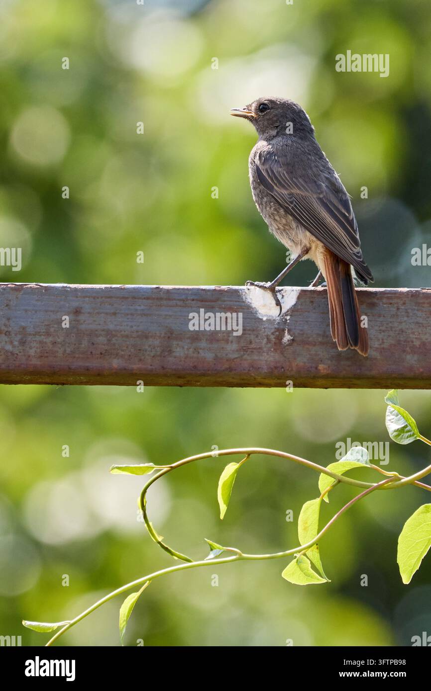 Nahaufnahme eines jungen grau-braunen Singvogels mit rötlicher Schwanzfeder, der auf einem verwitterten Metallgeländer in einem sonnigen Garten sitzt. Die zarten Federdetails des Vogels Stockfoto