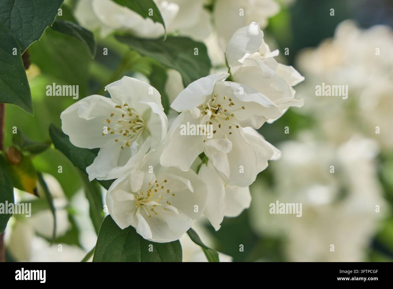 Nahaufnahme von drei weißen Blüten des Mockorange (Philadelphus) mit sich sanft überlappenden Blütenblättern und zarten gelben Staubfäden. Die Blüten sind umgeben von Stockfoto