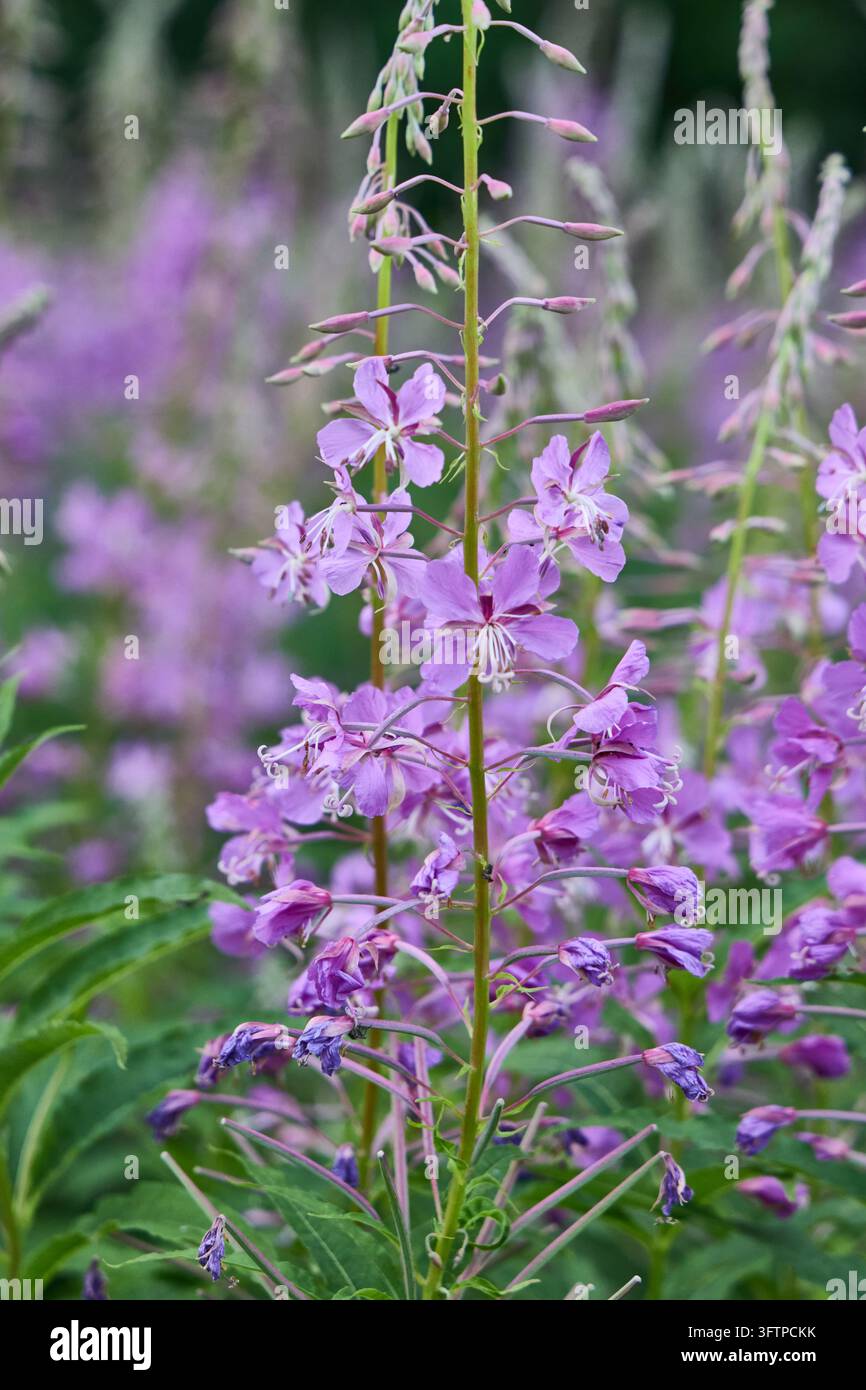 Nahaufnahme von rosa-lila Feuerlilie (Chamaenerion angustifolium), die auf einer Sommerm Wiese wächst. Hohe aufrechte Stängel zeigen zarte vierblättrige Blüten, u Stockfoto