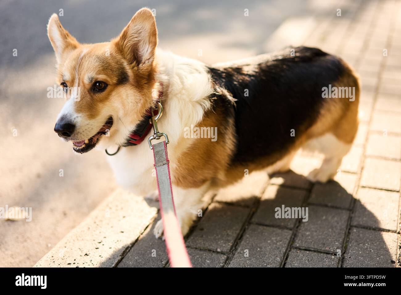 Dreifarbiger Pembroke Welsh Corgi an der Leine, der auf einem sonnenbeschienenen Gehweg steht, mit aufmerksamen Ausdruck und sichtbarem Halsbandclip, kurzen Beinen und langem Körper im Schatten wirft Stockfoto