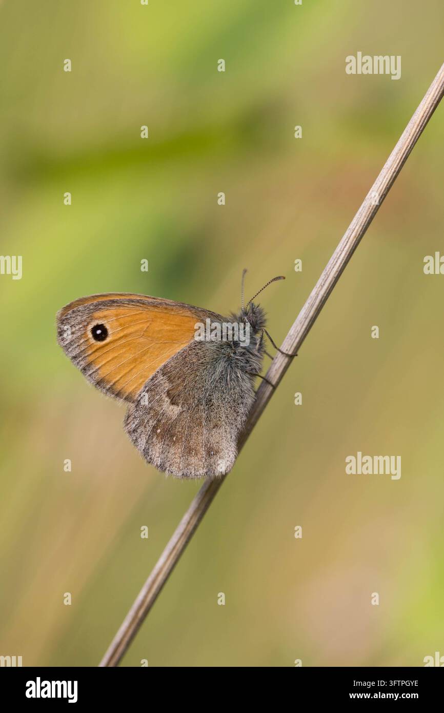 Kleiner Heideschmetterling (Coenonympha pamphilus) mit orange und graubraunen Flügeln, der auf einem schlanken Grashalm ruht Stockfoto