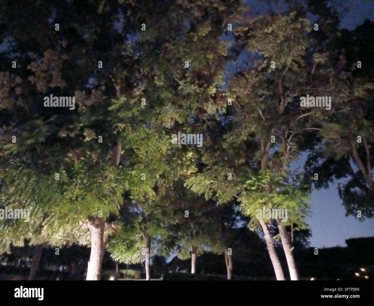 Schöne üppige Bäume, beleuchtet von warmen Parklichtern vor einem dunklen Nachthimmel, schaffen eine mysteriöse, friedliche und stimmungsvolle Nachtnaturlandschaft. - Smartphone-aufgenommenes Stockfoto