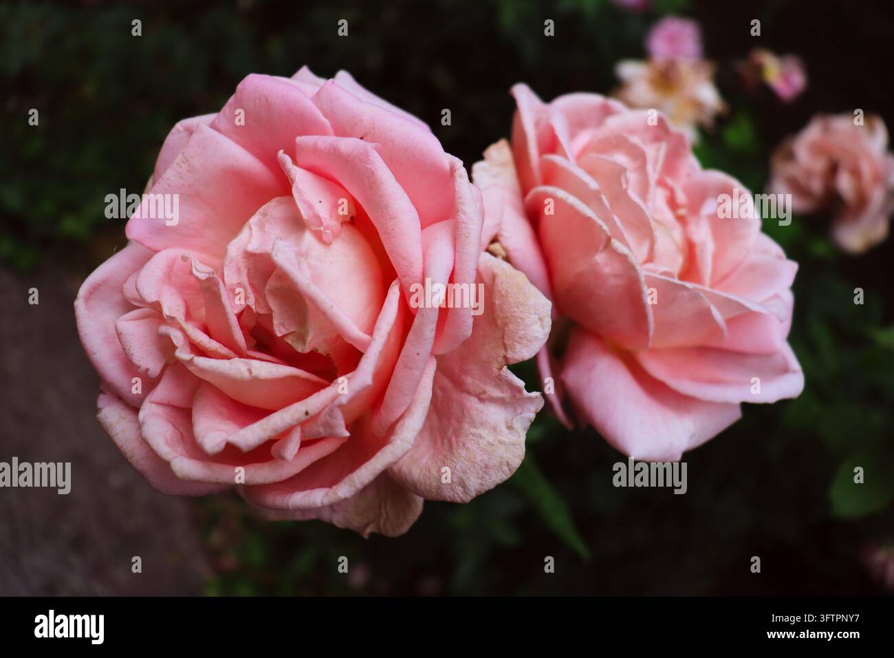 Lebendige, helle, knallrosa Rosen in voller Blüte vor einem dunklen Hintergrund. Blumige Szene mit mehreren Rosen in rosa Farbe. Natürliche Farben und warme Töne. Stockfoto