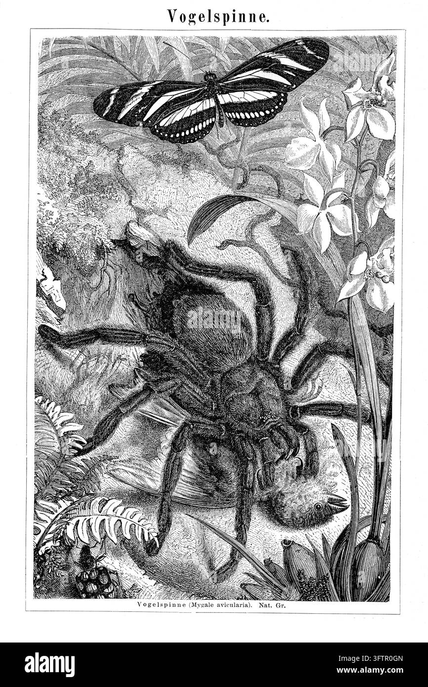 Tarantel, die einen Vogel frisst, mit Schmetterling und tropischen Pflanzen, naturhistorische Illustration, Radierung aus dem 19. Jahrhundert Stockfoto