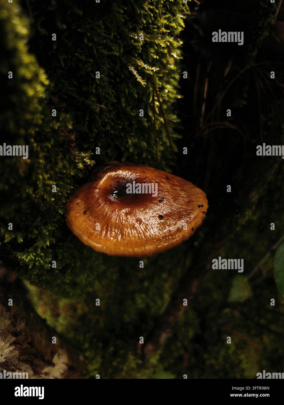 Nahaufnahme eines glänzenden braunen Wildpilzes, der auf einem moosbedeckten Baumstamm wächst, und betont natürliche Texturen und organisches Wachstum im Wald. Stockfoto