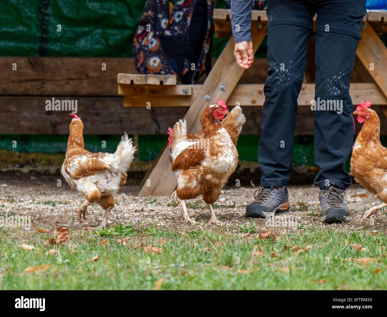 Drei Gallus gallus f. domesticus-Hühner mit einer Person in Les Planches-en-Montagne. Stockfoto