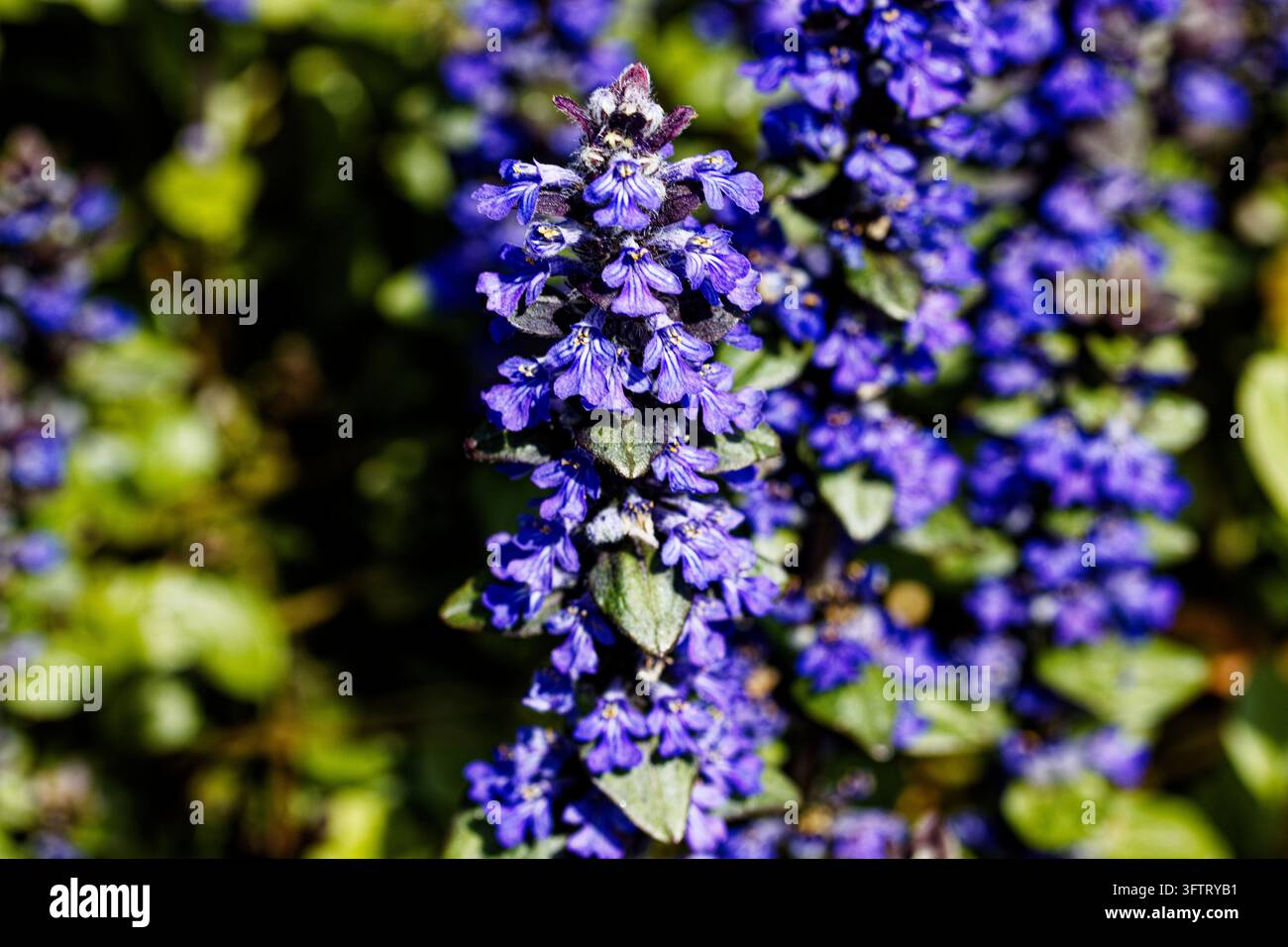 Ajuga reptans ist gemeinhin als Bugle, Blauer Bugle, Bugelkraut, Bugelgras, Teppichkraut, Teppich-Bugelgras und Gewöhnlicher Bugle bekannt. Stockfoto