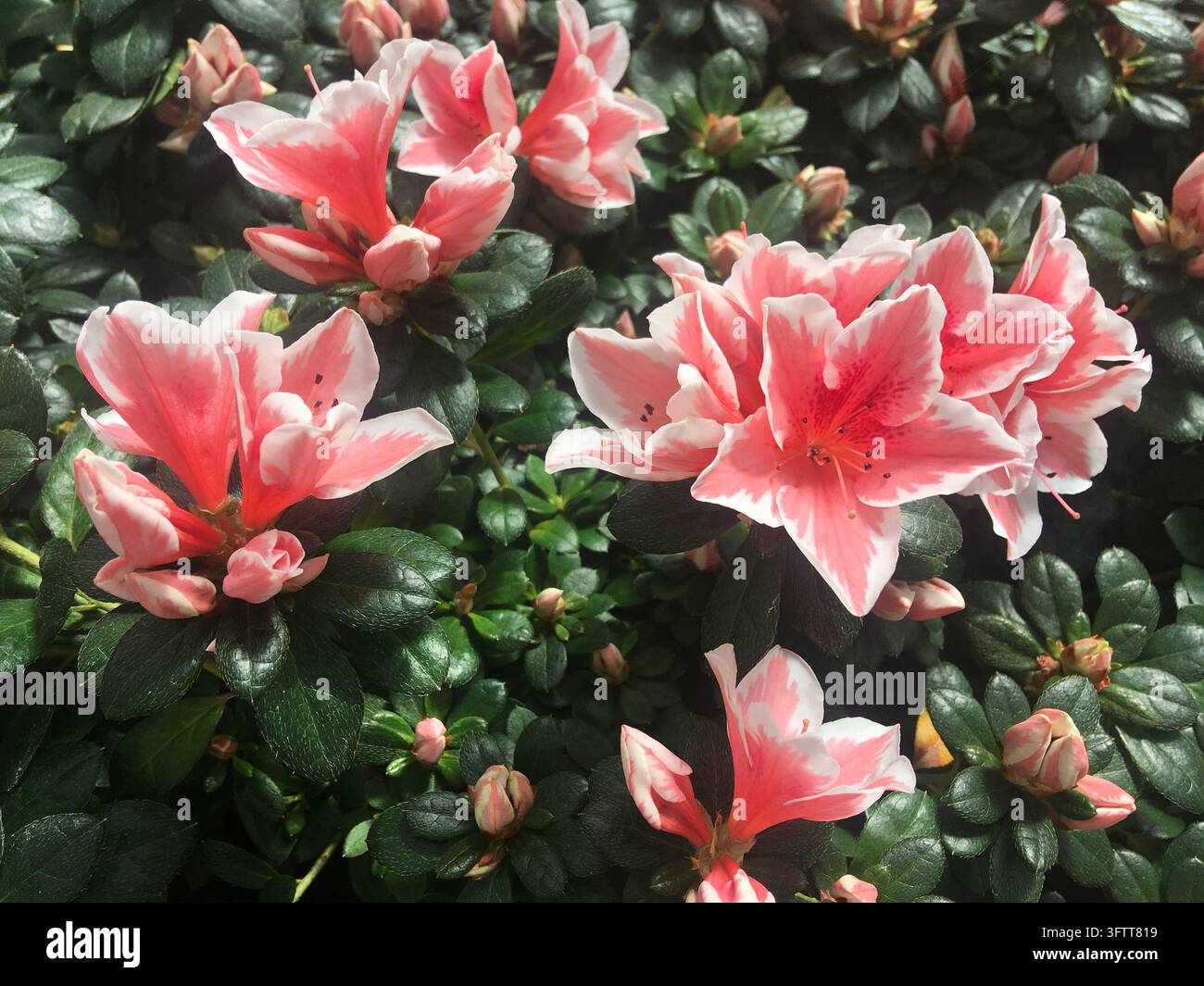 Büschel von rosa-weißen Azaleenblüten (Rhododendron simsii) öffnen sich zwischen glänzenden, dunkelgrünen Blättern, während ungeöffnete Knospen über den Wald verstreut sind Stockfoto