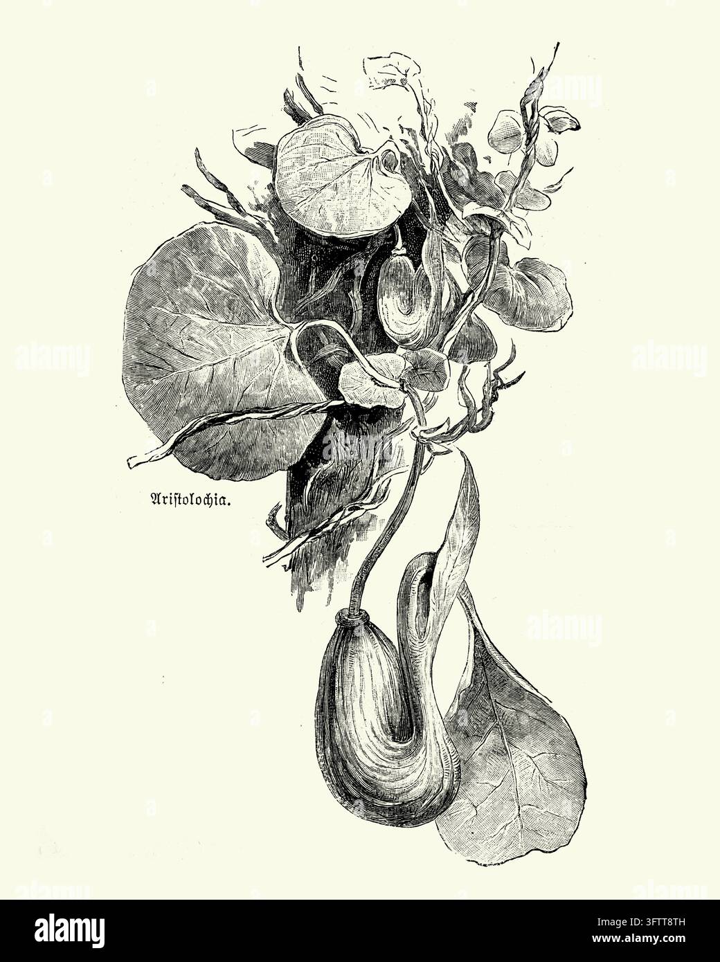 Aristolochia-Pflanze, detaillierte botanische Studie mit Blättern und Blüten, weißer Hintergrund, Radierung aus dem 19. Jahrhundert Stockfoto
