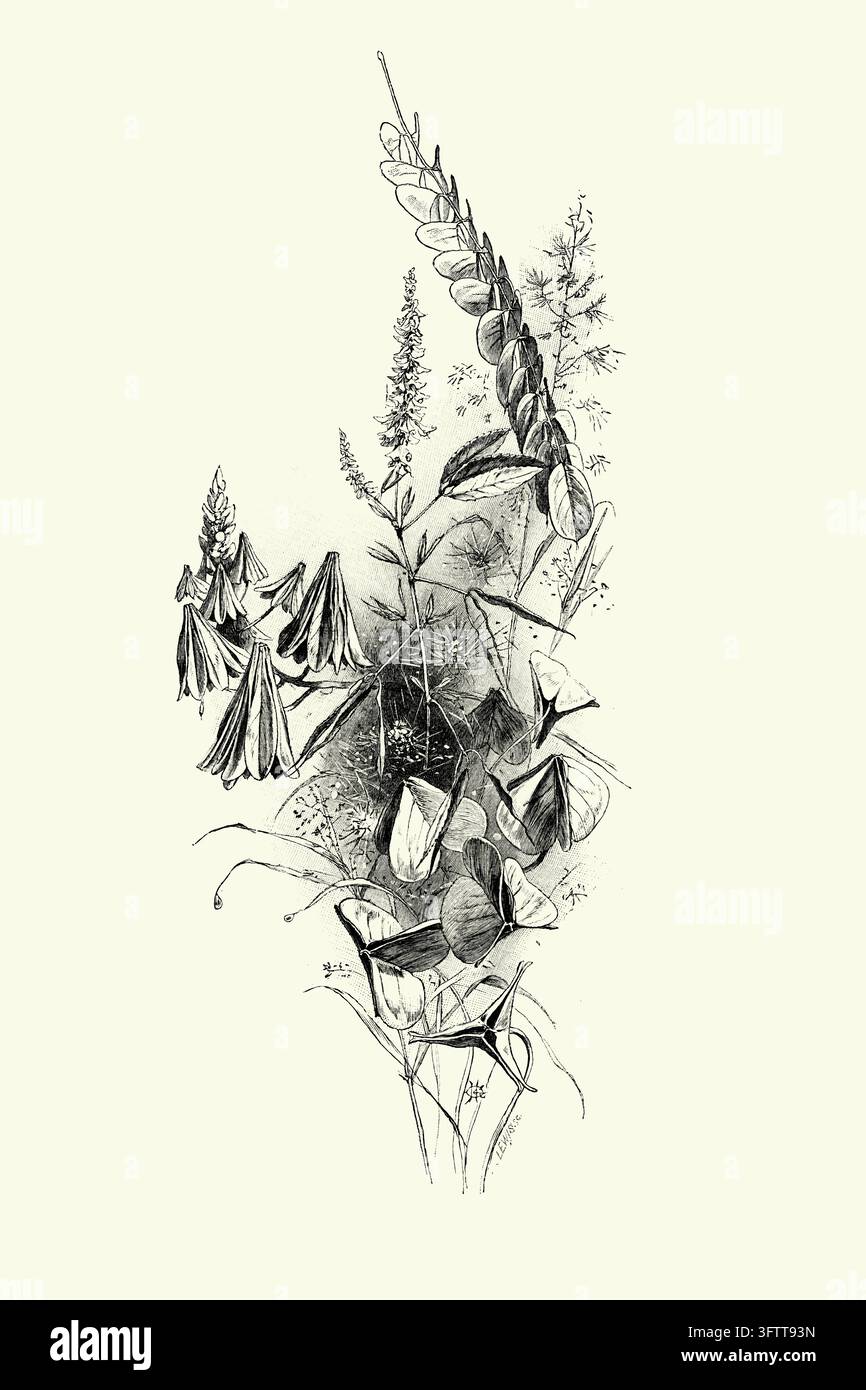 Botanische Illustration von verschiedenen Wildblumen, detaillierte Naturstudie, 19. Jahrhundert Stich. Stockfoto