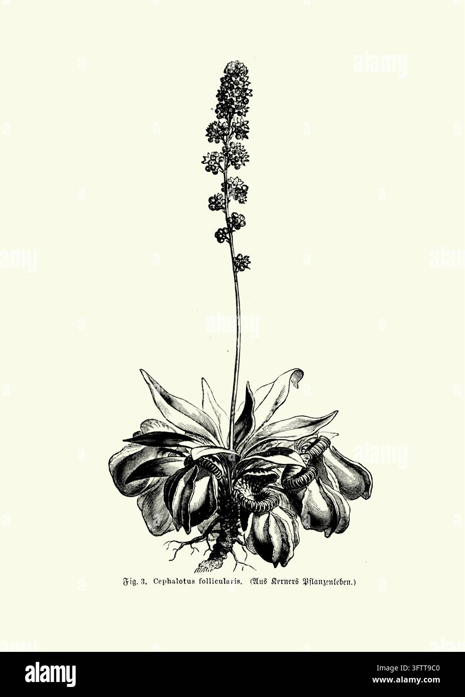Botanische Illustration von Cephalotus Follicularis, Fleischfressende Kannenpflanze, Wissenschaftliche Studie, Weißer Hintergrund, 19. Jahrhundert Stich. Stockfoto