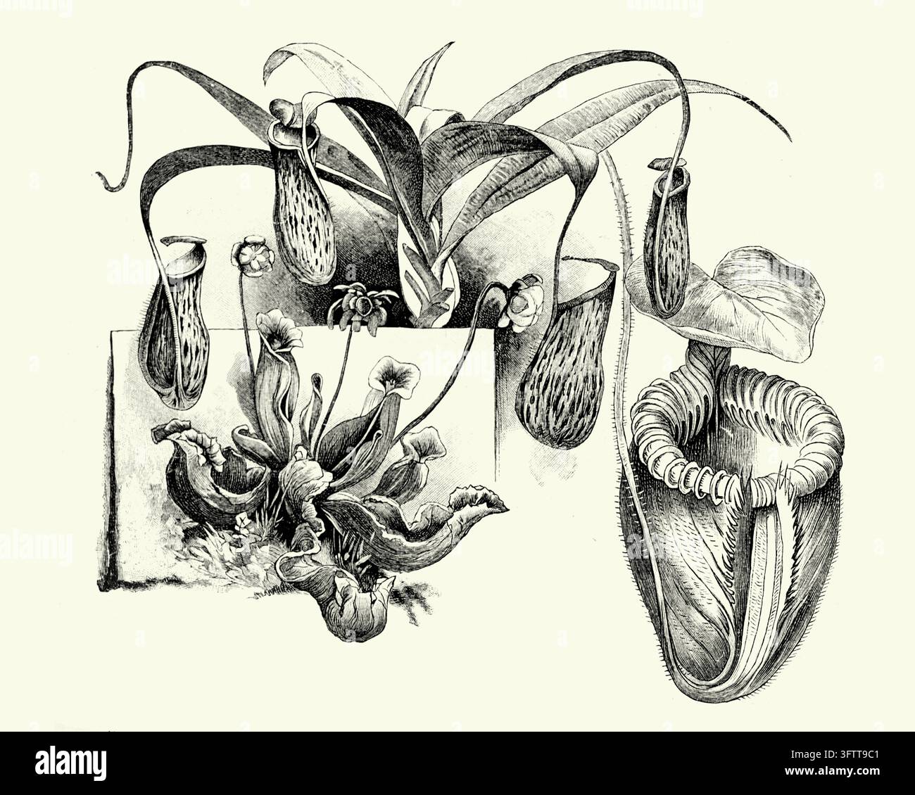 Fleischfressende Kannenpflanzen, detaillierte botanische Studie verschiedener Arten, schlichter Hintergrund, 19. Jahrhundert-Stich. Stockfoto
