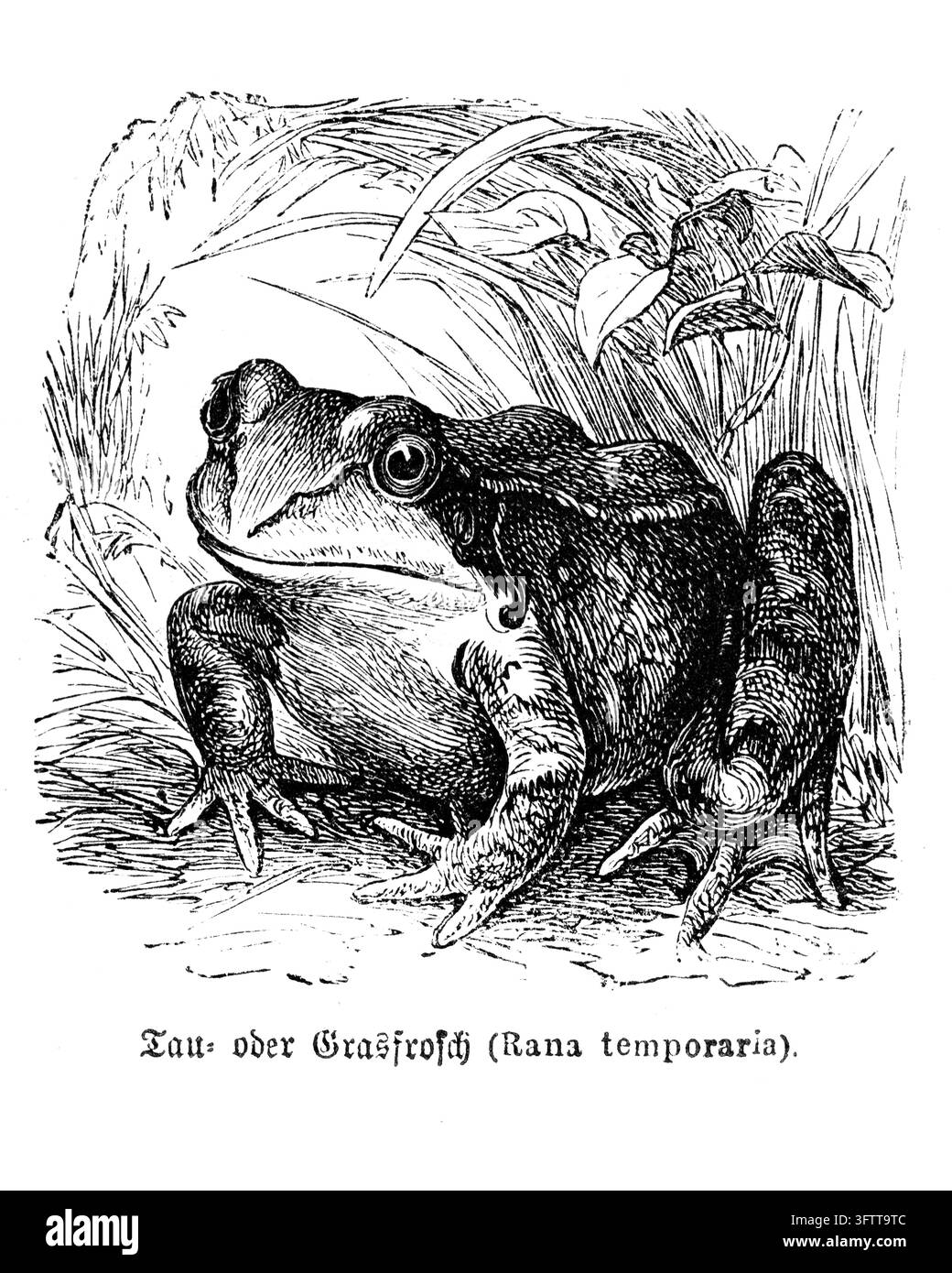 Gemeine Gans in natürlicher Umgebung, detaillierte wissenschaftliche Illustration, weißer Hintergrund, 19. Jahrhundert Stich. Stockfoto