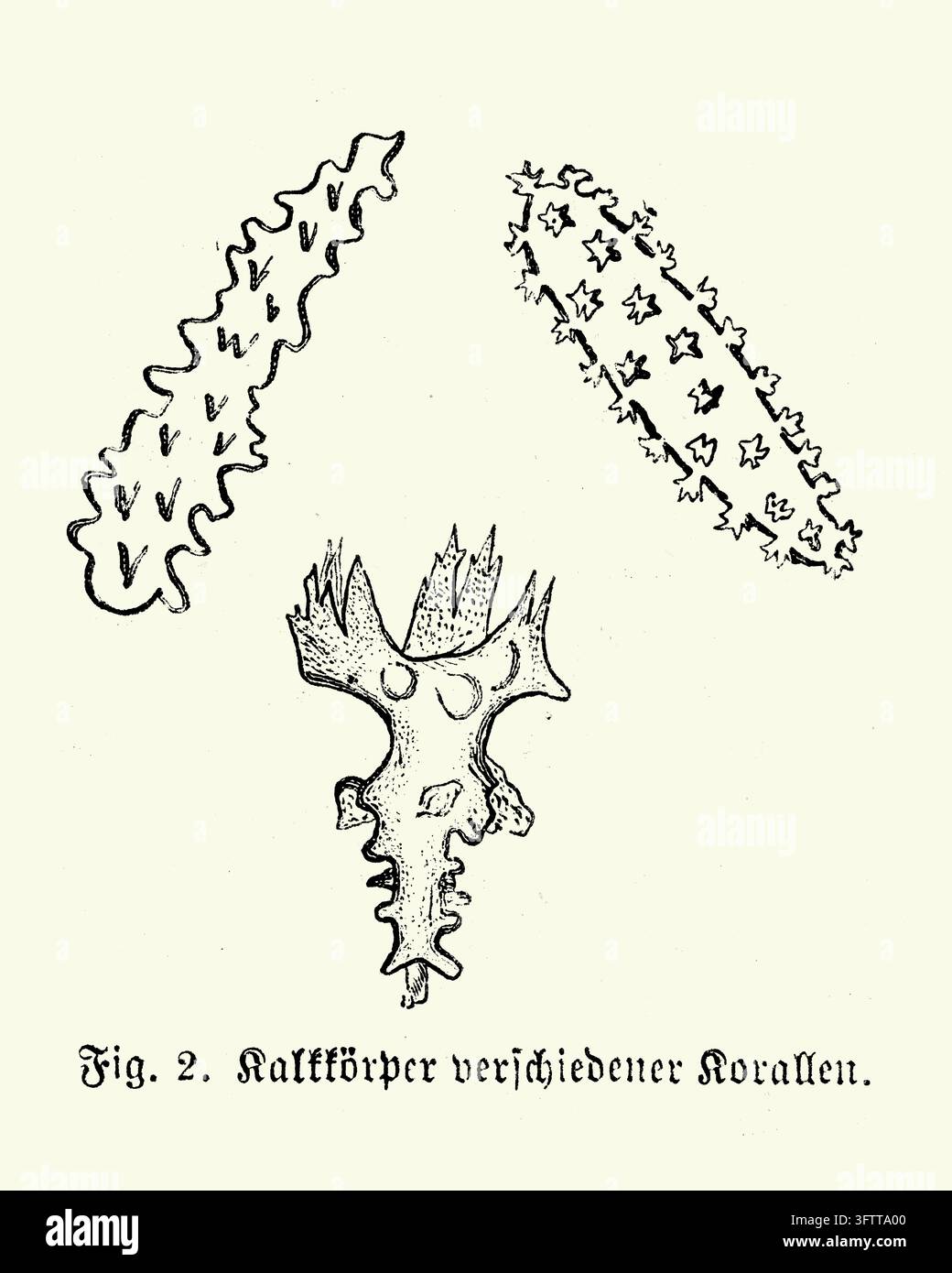 Korale Kalkkörper, Mikroskopische Ansicht, Detaillierte wissenschaftliche Illustration, 19. Jahrhundert Stich Stockfoto