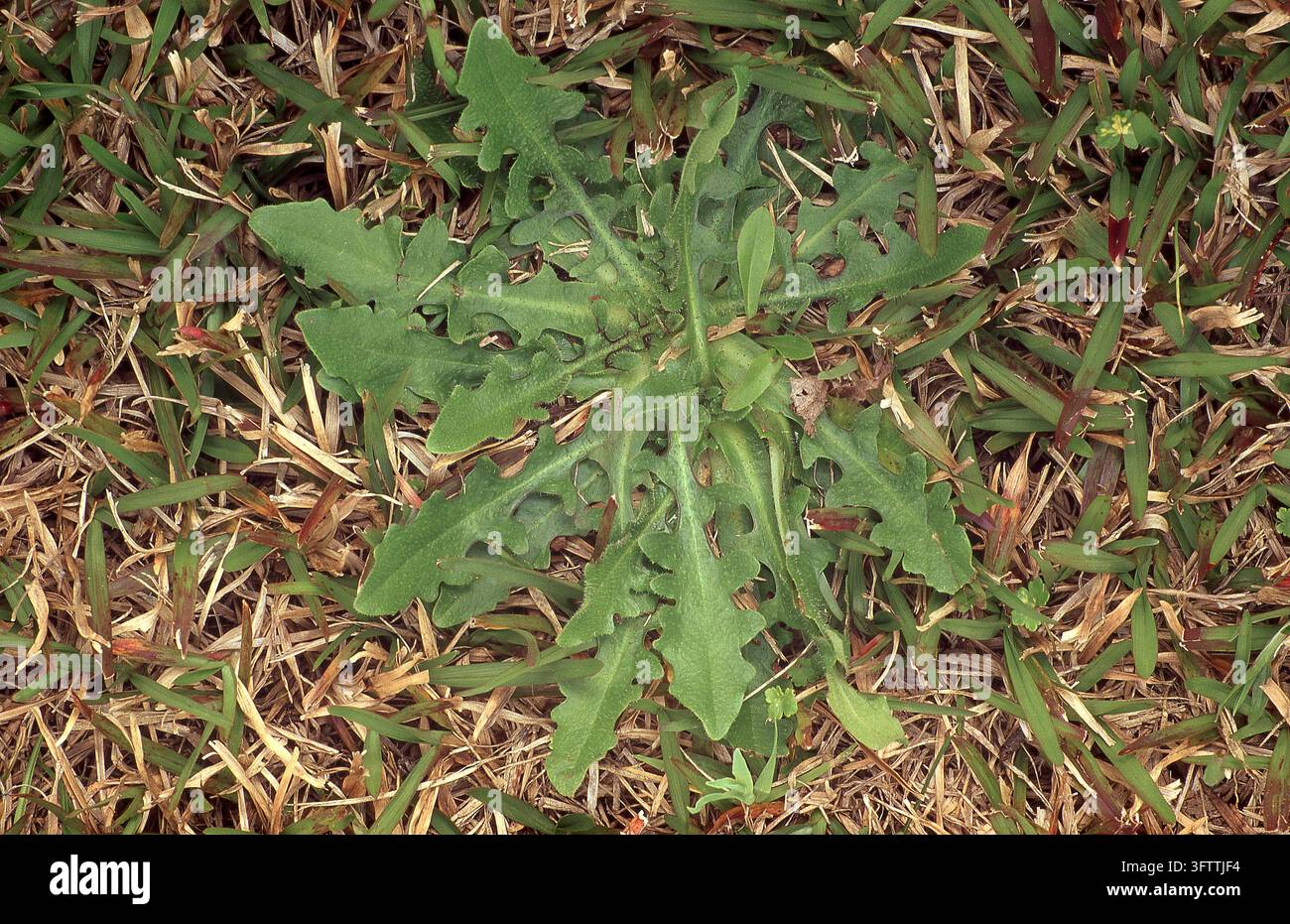 Nahaufnahme von Katzenohr (Hypochaeris radicata), auch bekannt als falscher Löwenzahn, Flachkraut oder behaartes Katzenohr, ist ein invasives Gartenkraut. Stockfoto