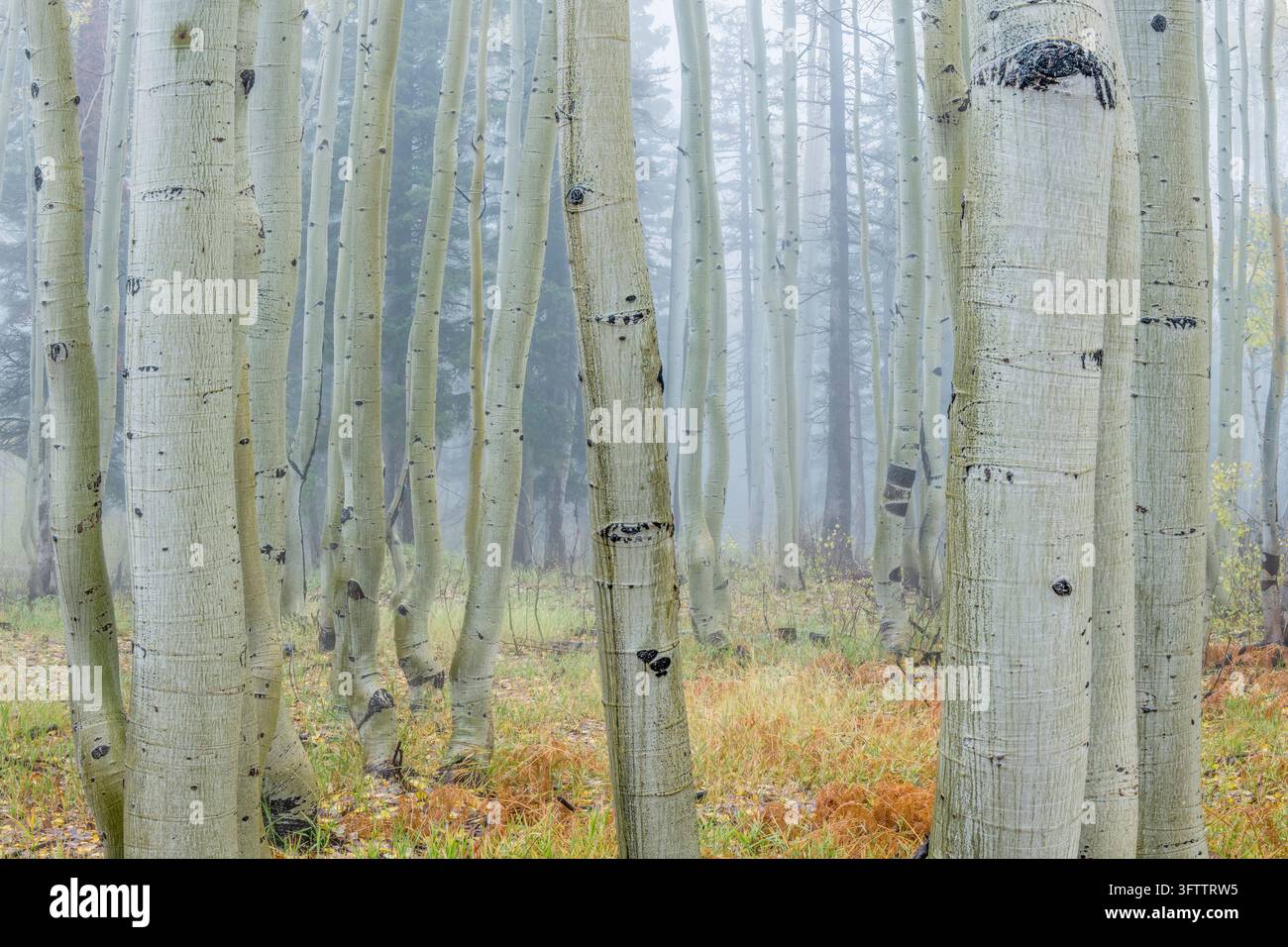Espen in Nebel, North Rim, Grand Canyon National Park, Arizona Stockfoto