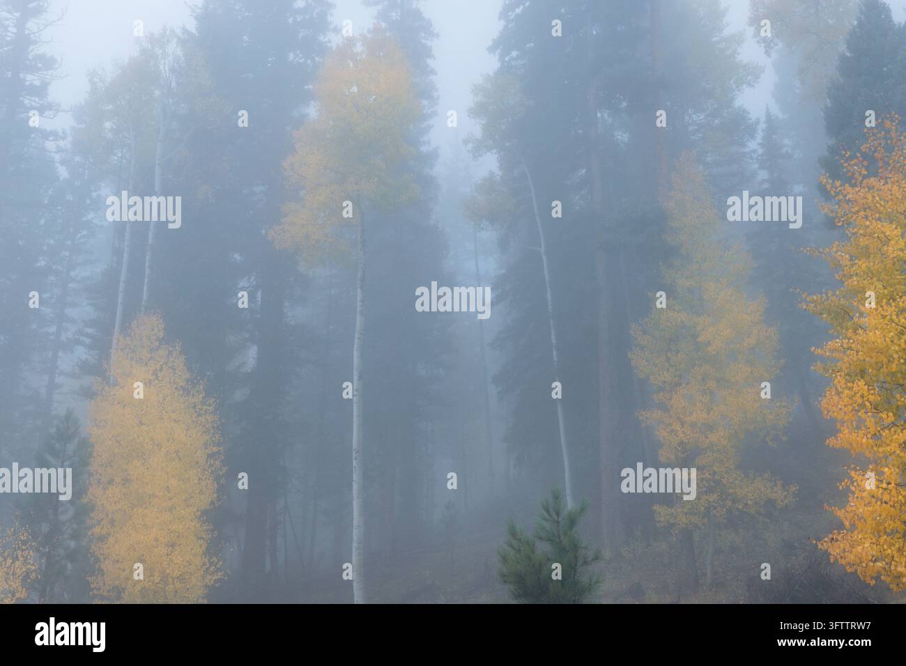 Espen in Nebel, North Rim, Grand Canyon National Park, Arizona Stockfoto