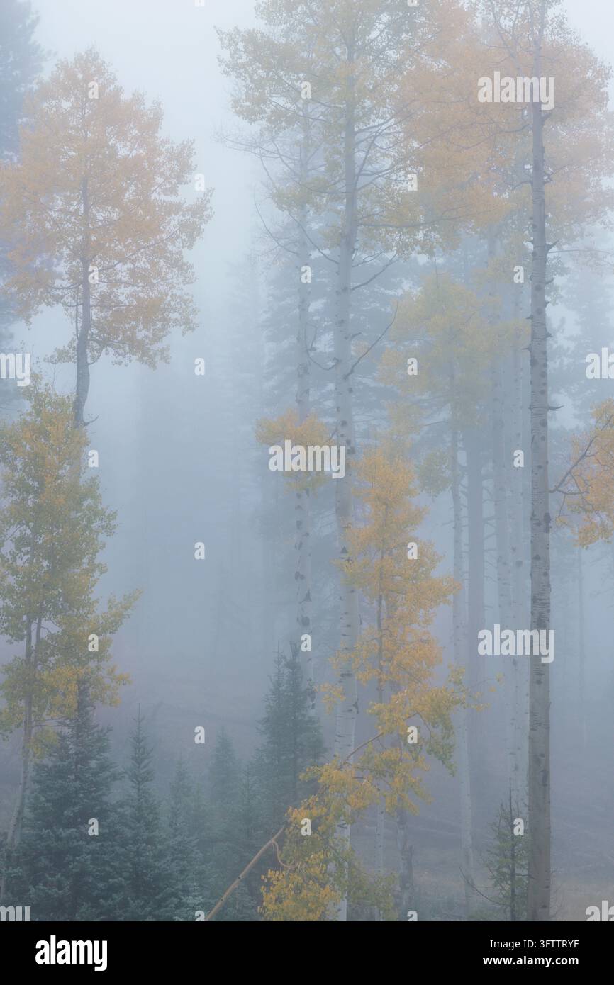 Espen, Nebel, Nordrand, Grand-Canyon-Nationalpark, Arizona Stockfoto