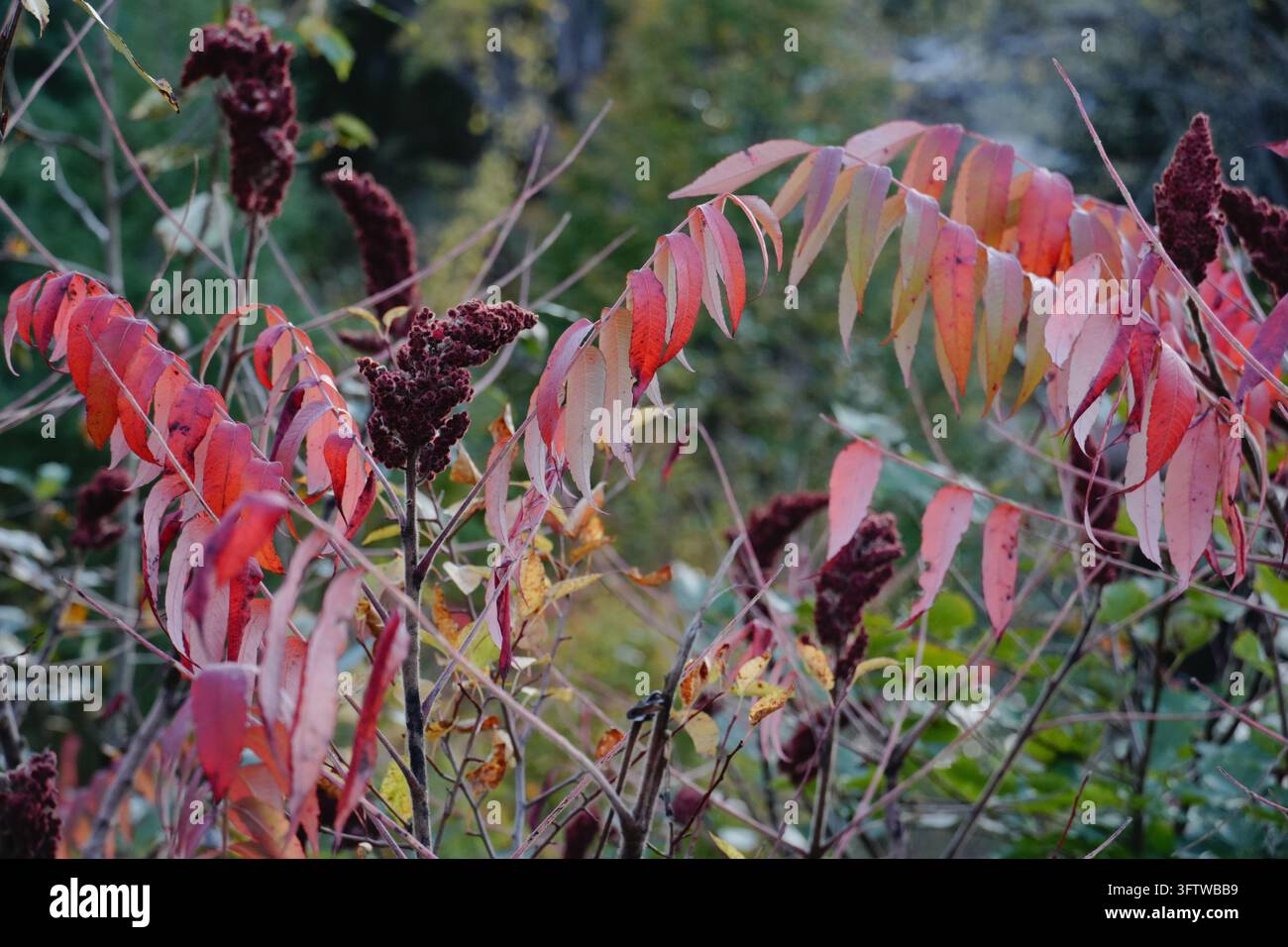 Nahaufnahme von Staghorn-Sumach mit rotorangen zusammengesetzten Blättern und dunklen burgunderroten Fruchtbüscheln vor weich unscharfer natürlicher Herbstvegetation Stockfoto