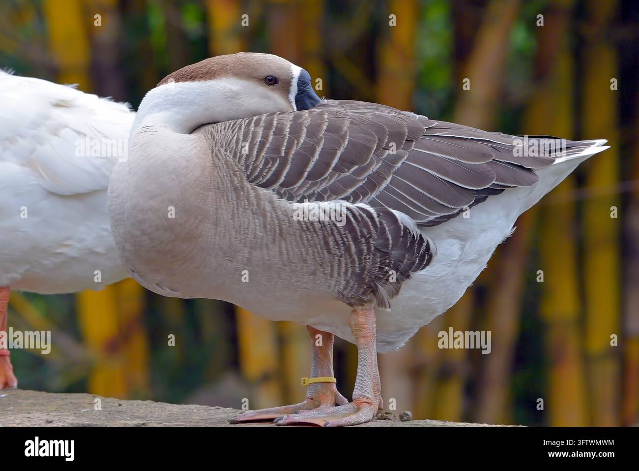 Schwanengans (Anser cygnoides) ruht mit im Gefieder verstecktem Kopf Stockfoto