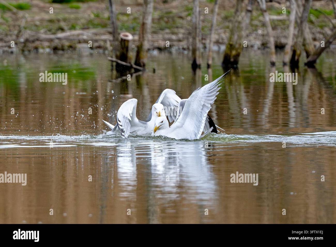 Zwei Silberschreier, die im Teich kämpfen Stockfoto