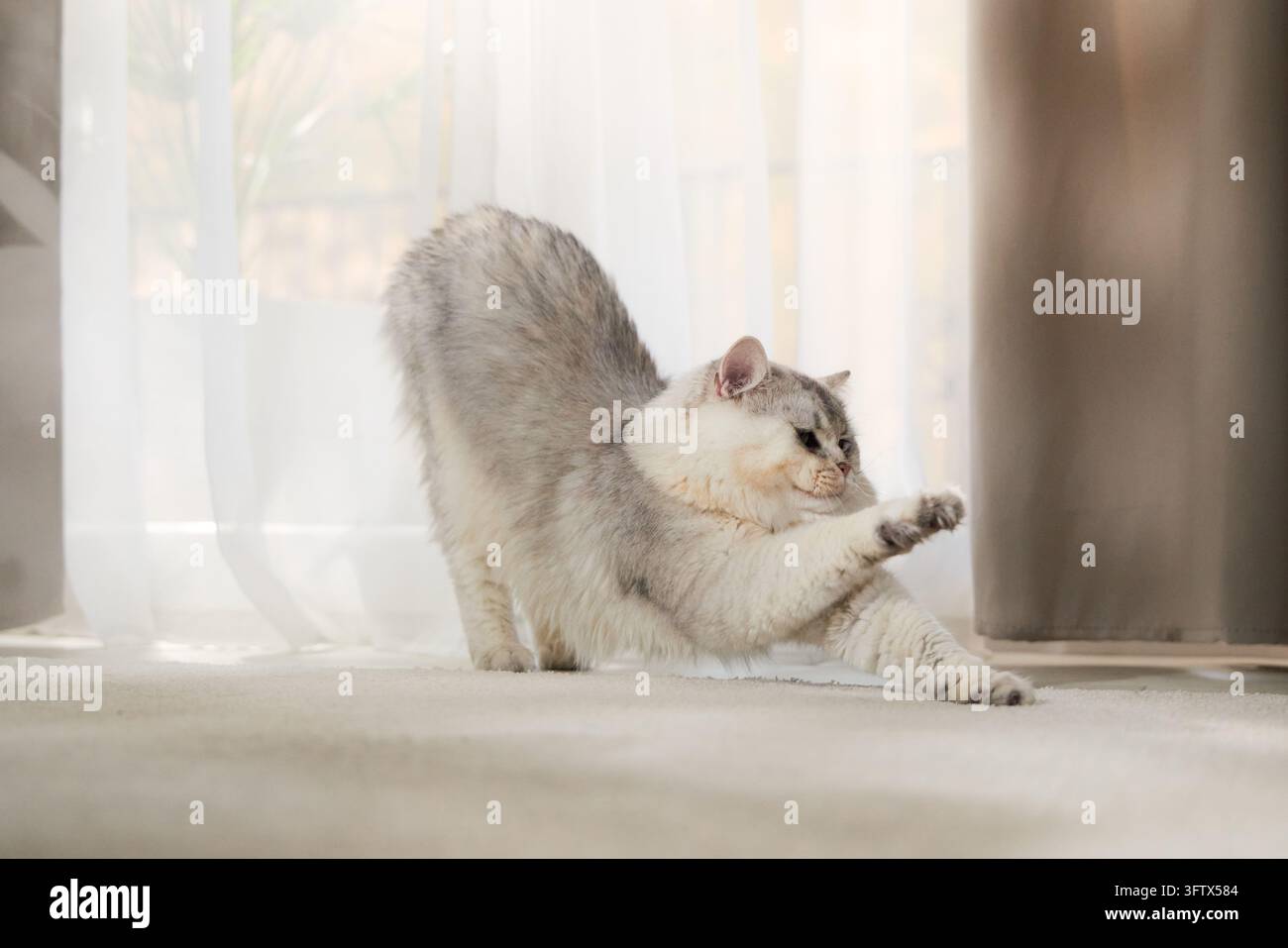 Eine silberne Katze streckt ihre Vorderpfoten in einem langen Morgenstreck. Natürliches Fensterlicht schafft eine friedliche Wohnatmosphäre. Stockfoto